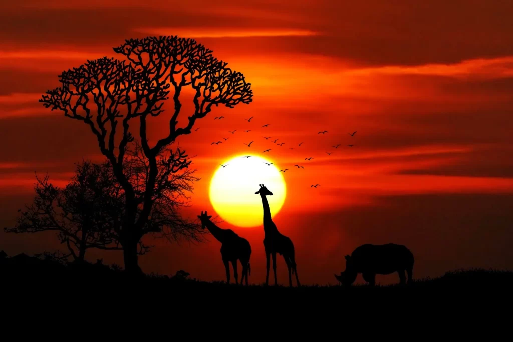 South Africa 2025 travel guide: Safari sunset with giraffes and rhino in silhouette, symbolizing the wild beauty of the African landscape.