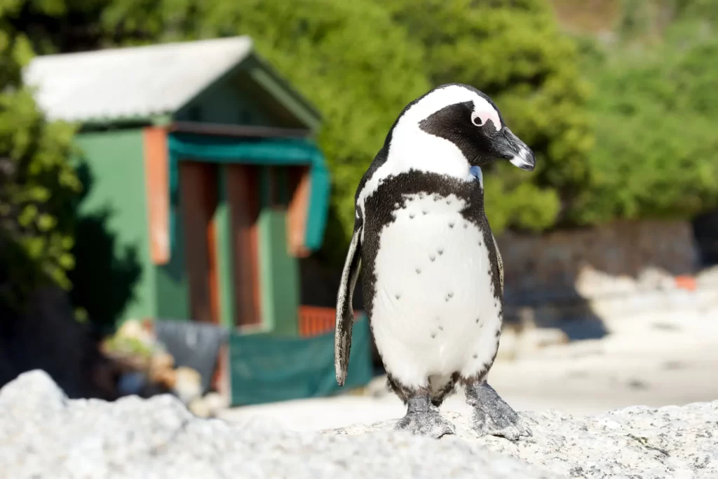 African penguin walking on the sand at Boulders Beach, Cape Town — a must-see spot during Cape Town travel 2025