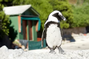 African penguin walking on the sand at Boulders Beach, Cape Town — a must-see spot during Cape Town travel 2025