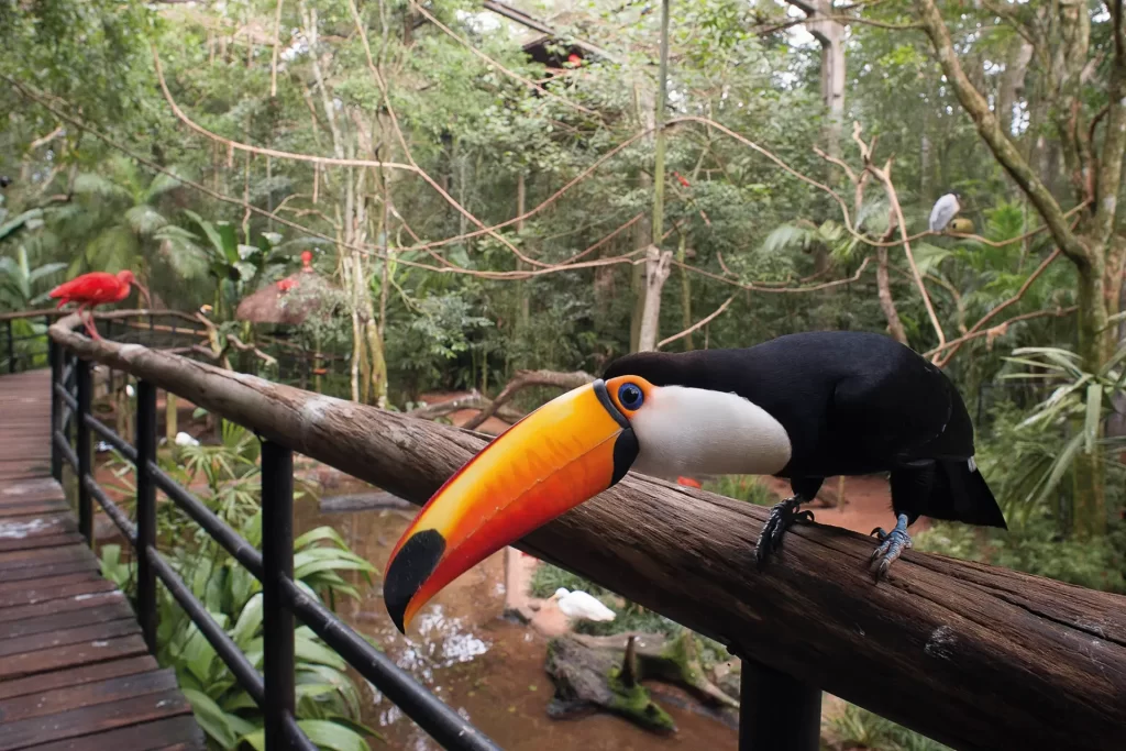 Bird Park Foz do Iguaçu