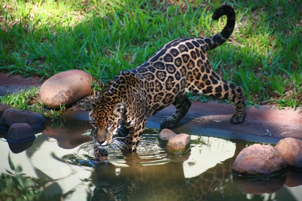 Itaipu Biological Refuge